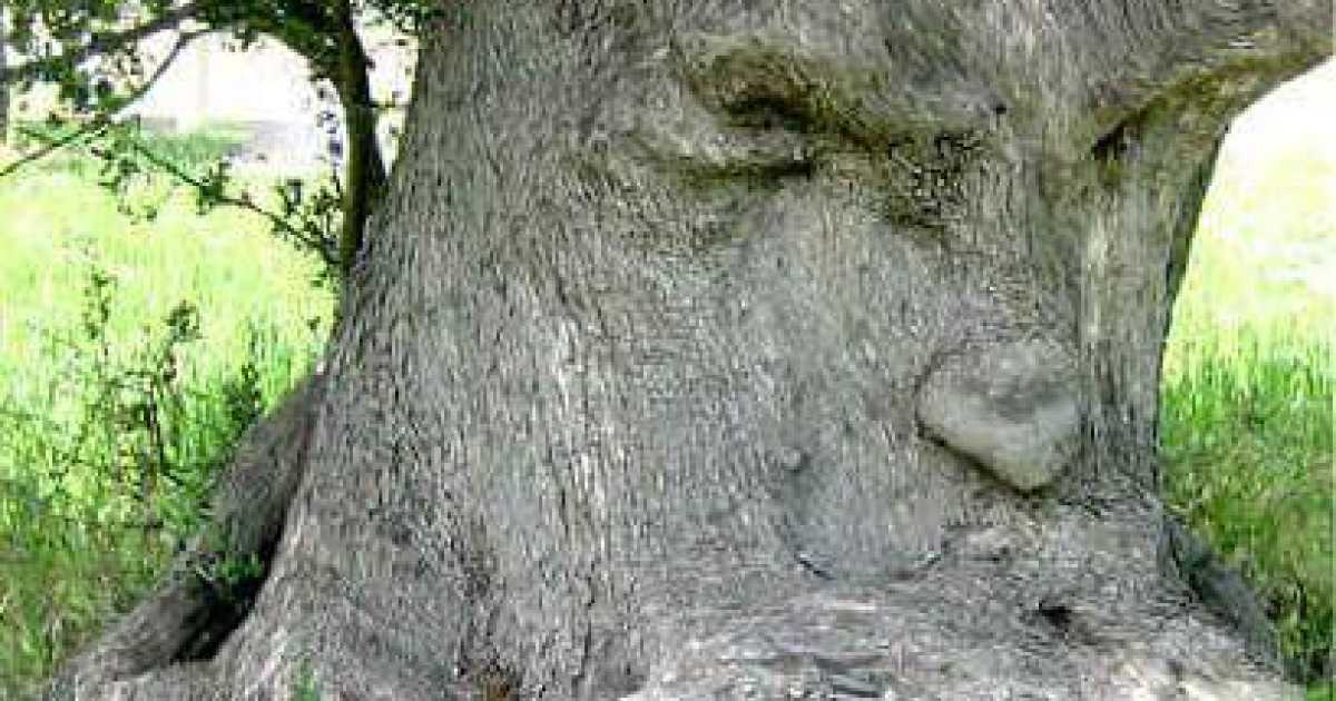 "L'ulivo pensante": �Nessun fotoritocco, quell'albero esiste e va protetto�